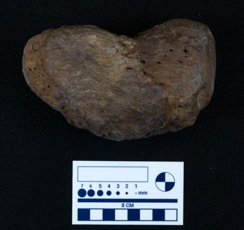 Media type: image;   Vertebrate Paleontology VPM-15735 Description: Photograph of a tarsal bone of MCZ VPM-15753, Mammuthus primigenius.;